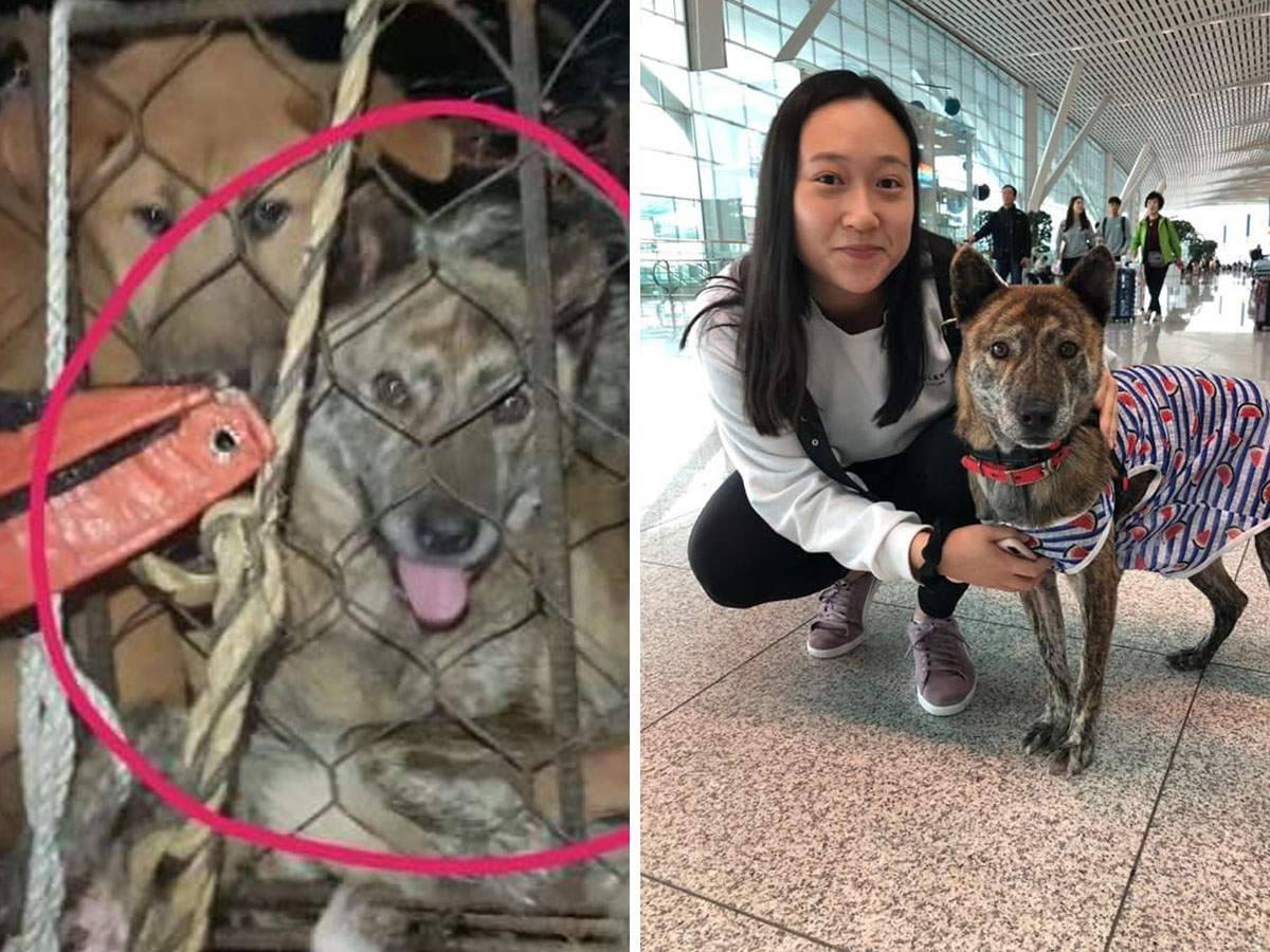 Dog meat survivor Tigress got her flight to freedom thanks to a flight volunteer